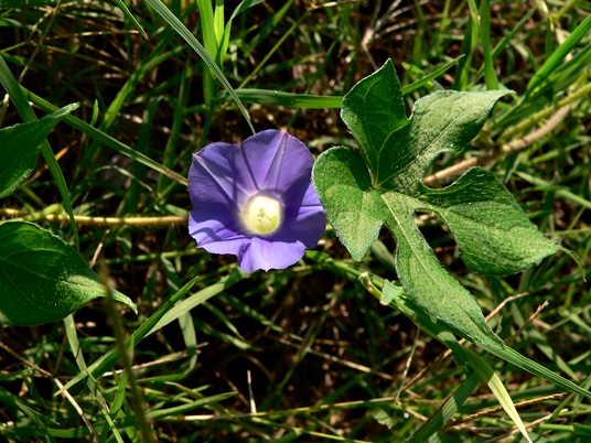 {Ipomoea hederacea}